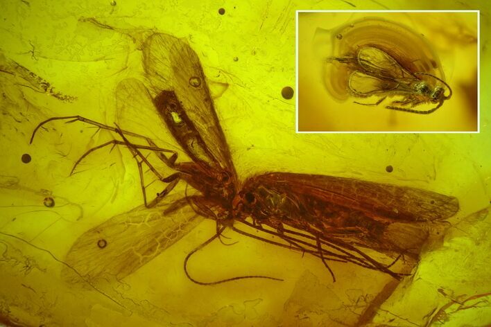 Two Fossil Caddisflies and a Wasp in Baltic Amber #150727